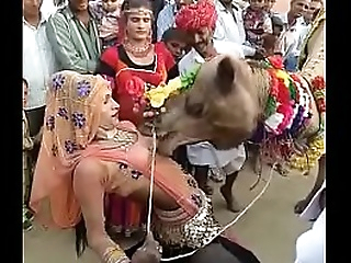 camel gargled heart be beneficial to hearts be beneficial to rajasthani generalized